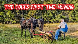 TRAINING DRAFT MULES MAY AND JUNE’S FIRST TIME MOWING PASTURE 152 [upl. by Orren806]