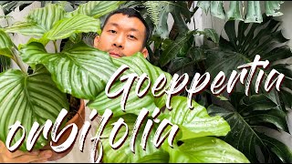 Goeppertia Calathea Orbifolia Care Tips and Propagation  WITH UPDATES [upl. by Nonez678]