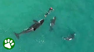 Unsuspecting swimmer is approached by an entire family of orcas [upl. by Hort]