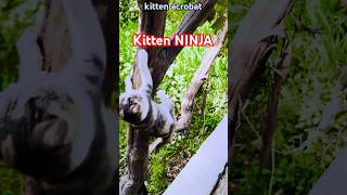 kitten acrobat acrobatics cat playful kitten catlover funny nature male animals funny [upl. by Jedthus952]