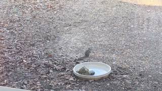 Chipmunk in the Driveway in Colorado [upl. by Karon]