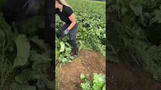 UNE AGRICULTRICE NOUS PARTAGE SON METIER EN VIDEO  agricultrice machinesagricoles farming [upl. by Collie571]