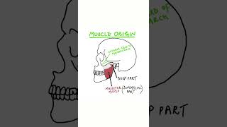 Muscles of Mastication  Part 3 Masseter Muscle [upl. by Ysiad]