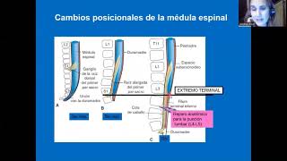 Desarrollo del sistema nervioso Parte 2 [upl. by Eisac944]