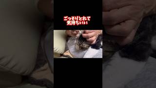 猫の耳掃除ごっそりとれて超気持ちいいCleaning your cats ears Clean your ears without damaging them [upl. by Rania]