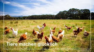 Hühner gackern  Beruhigende Tiergeräusche  Entspannen amp Einschlafen  Krähen  ASMR [upl. by Leiram325]