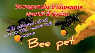 tetragonula tetragonula iridipennis  meliponiculture  කනෙයි බිගුන් කනෙයි මැස්සා පාලනය [upl. by Mcbride302]