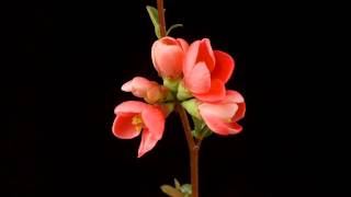 Japonica Chaenomeles japonica blossom time lapse [upl. by Shull]