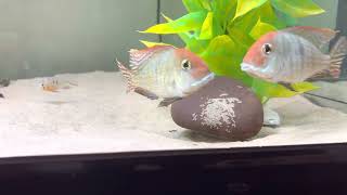 Red head tapajos geophagus breeding [upl. by Daveen]