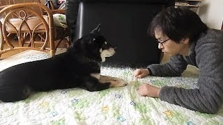 にらめっこでわかる犬の服従度。How To Check Dogs Attitude Obedience  Or Defiant [upl. by Carlina]