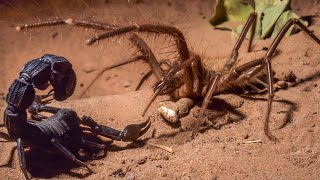 CAMEL SPIDER  SOLIFUGAE ─ Aggressive Arachnid Predator of the Desert [upl. by Wolff]