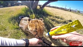 Human Enrichment amp Taming Wild Captive Animals  Giving Medical Attention To A Handicap Cheetah Cat [upl. by Yennej]