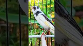 Canary singing kanaria canario birdsounds kicaukenari kicauburung kenarigacor kenaripaud [upl. by Nnawtna]