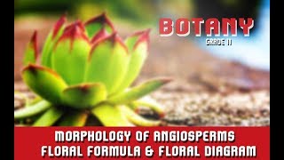 Morphology Of Angiosperms  Floral Formula amp Floral Diagram  Features Of RootStemLeaf  Section 6 [upl. by Abshier]