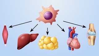 Mechanism of Action of Cellbased Therapies [upl. by Anilrac222]