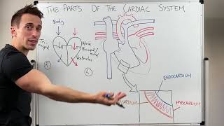 Parts of the Cardiac System Heart Anatomy [upl. by Anyad]