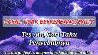 Coral tidak Berkembang atau Mati pada Reeftank Cari tahu Penyebab nya [upl. by Lednew724]