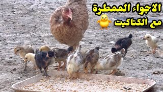 يوميات الدجاج 🐔 صحة الكتاكيت  فحصت البيض [upl. by Odlabu529]