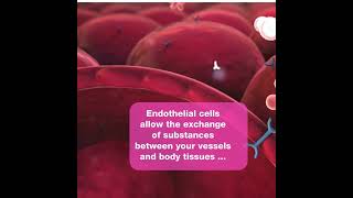 What are endothelial cells [upl. by Wauters147]