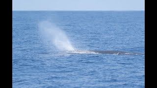 Sperm Whale 抹香鯨  C0721 [upl. by Ofori]