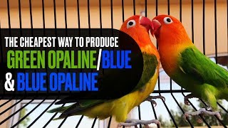 The cheapest way to produce Green OpalineBlue amp Blue Opaline [upl. by Merete]