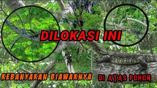 Ternyata biawak besar juga pandai naik pohon [upl. by Axel733]