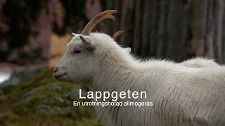 Lappgeten En utrotningshotad allmogeras [upl. by Koran]