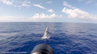 Breaching Blainvilles Beaked Whale in Hawaiʻi [upl. by Nylecaj693]