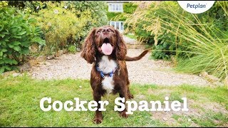 Cocker Spaniel Puppies amp Dogs  Breed Facts amp Information  Petplan [upl. by Meng883]