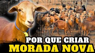 MOTIVOS para você começar a criar OVELHAS MORADA NOVA [upl. by Leirbaj]