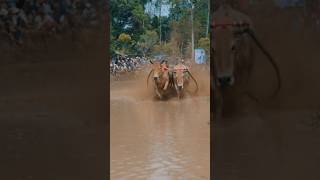 Pacu Jawi Balapan Sapi khas Minangkabau Sumatra Barat kelanabentala pacujawi [upl. by Alekim]