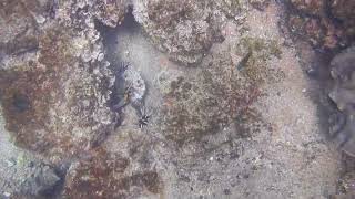 ECHINODERMS OF THE GALAPAGOS [upl. by Clardy]