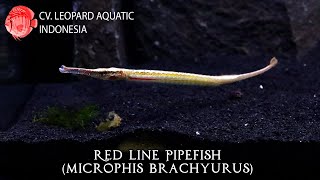 Microphis brachyurus The FRESHWATER SEAHORSE for your tank Leopard Aquatic P033A [upl. by Mabel]