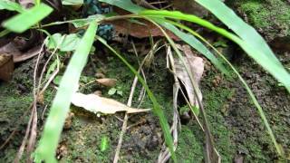 Dendrobates auratus  Panama [upl. by Rotce100]