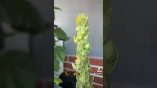 Mullein Plant [upl. by Niall63]