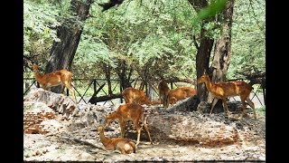 दिल्ली चिड़ियाघर का दीदार II Delhi Zoo II Chidiya Ghar II दिल्ली चिड़िया घर [upl. by Ydnas617]