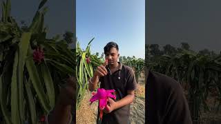 Dragon fruit Ke katee minivlog aftabvlog aftabshaikh shorts agriculture [upl. by Namra1]