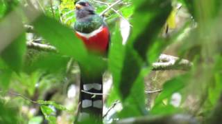 MVI 1755 Trogon mexicanus at Uyuca Biol Reserve 25 Mar 2017 by Oliver Komar [upl. by Aruabea]