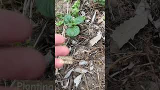 Planted potato seed 4124 garden gardening permaculture growingfood backyardgardening food [upl. by Reena]