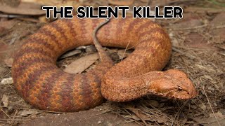 The Common Death Adder  Everything you need to know [upl. by Bamford]