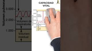 Capacidades Pulmonares 🫁 pulmon fisiologia aprende [upl. by Ynnod]