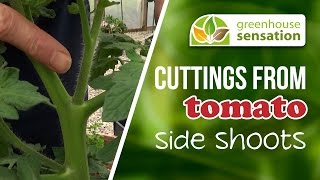 How To Take Cuttings From Tomato Side Shoots [upl. by Meesaw]