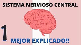 SISTEMA NERVIOSO CENTRAL 🧠  MEJOR EXPLICADO [upl. by Mars]