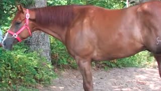 Carreras de Caballos en Seligman Missouri rancho el campesino [upl. by Ree712]