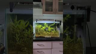 Toxic gas in my dirted tank ☣️ plantedtank aquarium plant viral aquascape science short [upl. by Fries218]