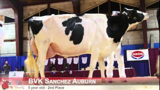 5 Year Old  Holstein Canada National Convention Show 2015 [upl. by Anjela]