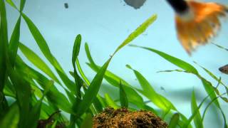 VALLISNERIA PEARLING CO2 boost NO COMMENTARY [upl. by Stavro751]