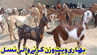 Makhi cheni ablak shera print bakray qurbani 2025 [upl. by Htilil]