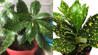 Aucuba Japonica Grow amp Care [upl. by Latoya139]