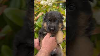 Cuccioli di pastore tedesco🐾🐶 pastoretedesco germanshepherd cuccioli puppy dog cane [upl. by Inahc]